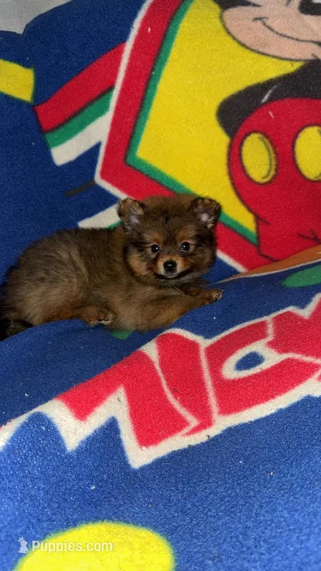 Zorro (ACA Regs) – Pomeranian puppy for sale in Fort Worth, TX