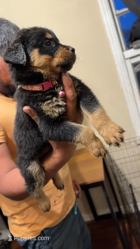 Light Pink – Rottweiler puppy for sale in Fort Worth, TX