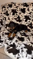 Light Purple 2, a female Rottweiler for sale in Fort Worth, TX – 4 of 4