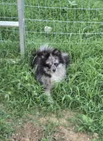 Sanji, a male Pomeranian for sale in Fort Worth, TX – 3 of 3
