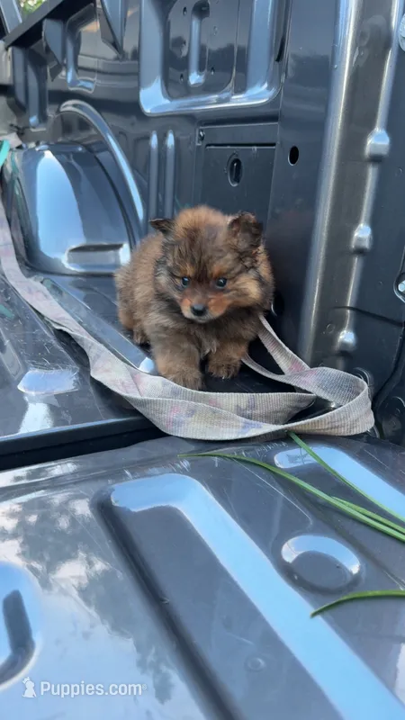 Zorro – Pomeranian puppy for sale in Fort Worth, TX