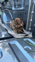 Zorro (ACA Regs), a male Pomeranian for sale in Fort Worth, TX – 1 of 6