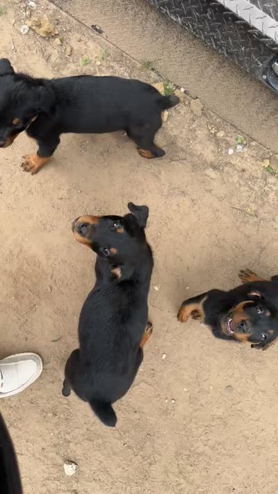 Light Purple 2, a female Rottweiler for sale in Fort Worth, TX – 2 of 4