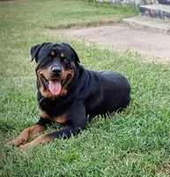 Dark Pink, a female Rottweiler for sale in Fort Worth, TX – Photo 4 of 5