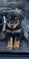 Purple, a female Rottweiler for sale in Fort Worth, TX – 3 of 4