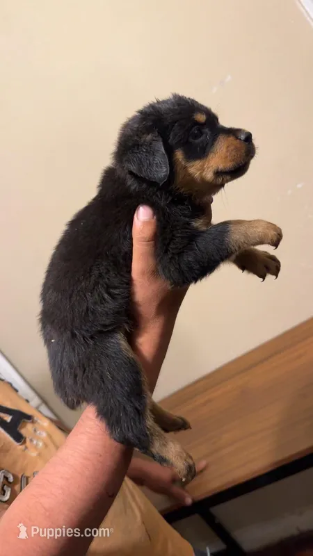 Light Purple 1 – Rottweiler puppy for sale in Fort Worth, TX