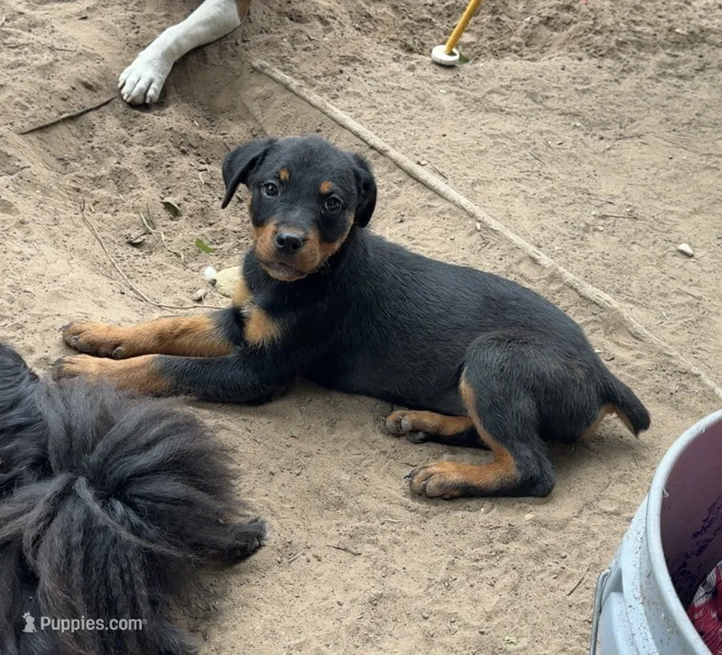 Light Pink – Rottweiler puppy for sale in Fort Worth, TX