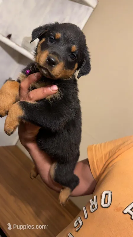 Purple – Rottweiler puppy for sale in Fort Worth, TX