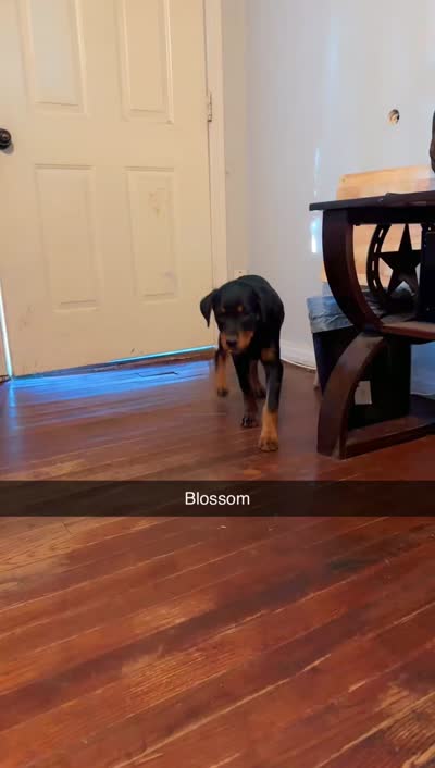 Blossom (AKC Regs), a female Rottweiler for sale in Fort Worth, TX – 2 of 3