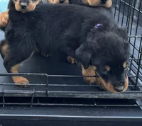 Purple, a female Rottweiler for sale in Fort Worth, TX – 4 of 4