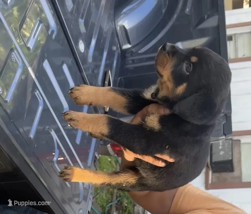 Black – Rottweiler puppy for sale in Fort Worth, TX