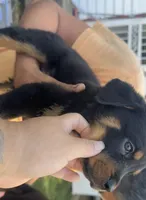 Black, a male Rottweiler for sale in Fort Worth, TX – Photo 3 of 5