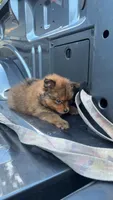 Zorro (ACA Regs), a male Pomeranian for sale in Fort Worth, TX – 2 of 6
