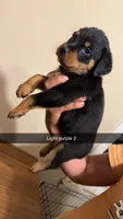 Light Purple 2, a female Rottweiler for sale in Fort Worth, TX – Photo 2 of 4