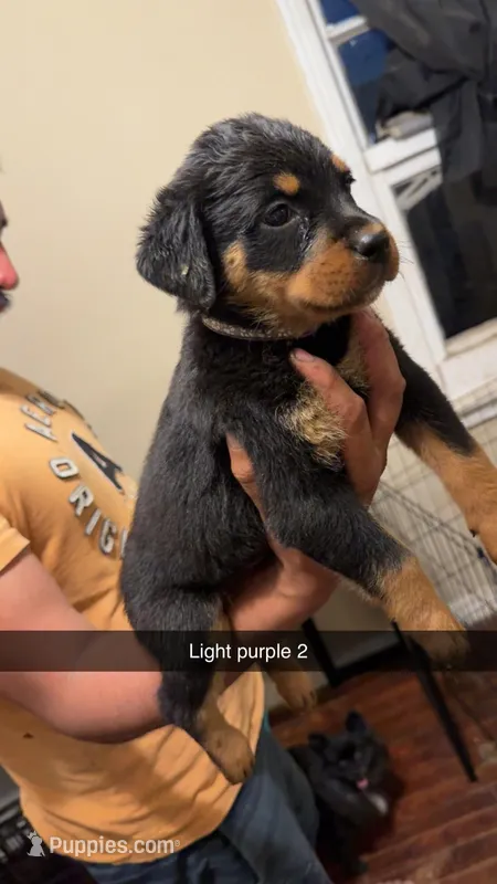 Light Purple 2 – Rottweiler puppy for sale in Fort Worth, TX