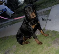 Light Purple 2, a female Rottweiler for sale in Fort Worth, TX – Photo 3 of 4