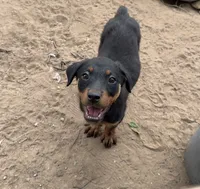 Light Purple 2, a female Rottweiler for sale in Fort Worth, TX – 1 of 4