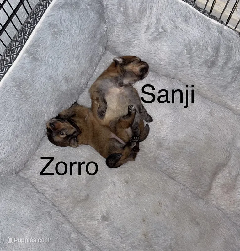 Sanji – Pomeranian puppy for sale in Fort Worth, TX