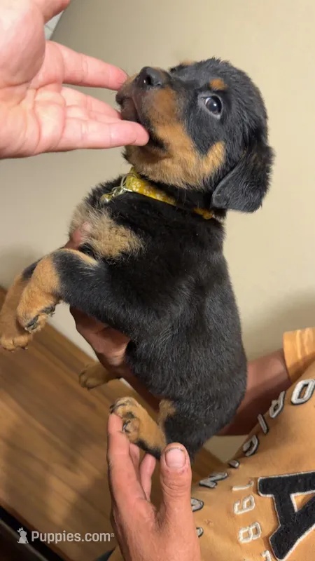 Yellow – Rottweiler puppy for sale in Fort Worth, TX