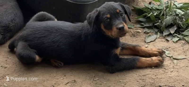 Purple – Rottweiler puppy for sale in Fort Worth, TX