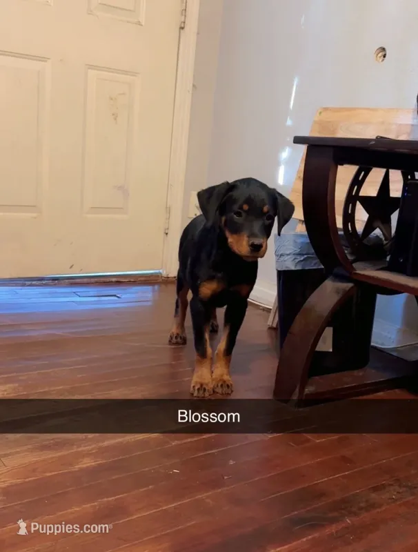 Blossom (AKC Regs) – Rottweiler puppy for sale in Fort Worth, TX