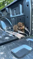 Zorro (ACA Regs), a male Pomeranian for sale in Fort Worth, TX – 3 of 6