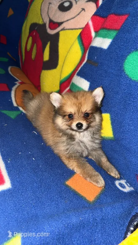 Sanji (ACA Regs) – Pomeranian puppy for sale in Fort Worth, TX
