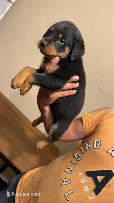 Green – Rottweiler puppy for sale in Fort Worth, TX