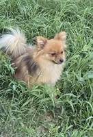 Zorro, a male Pomeranian for sale in Fort Worth, TX – 2 of 3