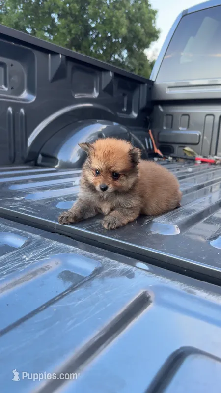 Sanji – Pomeranian puppy for sale in Fort Worth, TX