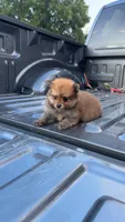 Sanji (ACA Regs), a male Pomeranian for sale in Fort Worth, TX – 1 of 6