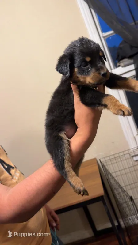 Brown – Rottweiler puppy for sale in Fort Worth, TX