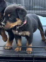 Light Pink, a female Rottweiler for sale in Fort Worth, TX – 2 of 4