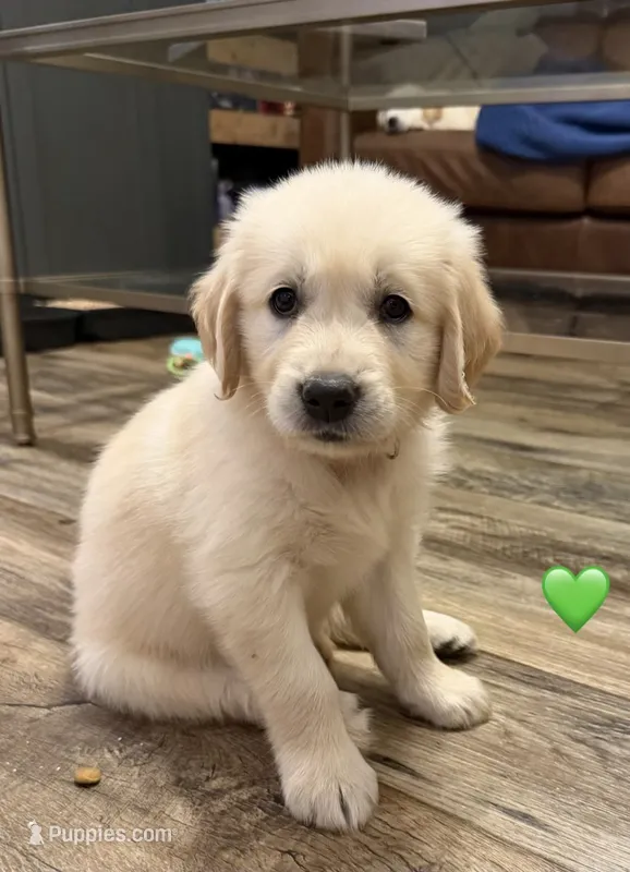 Green – Golden Retriever puppy for sale in Rocky Mount, VA