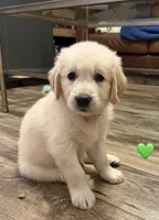 Green, a female Golden Retriever for sale in Rocky Mount, VA – 1 of 1