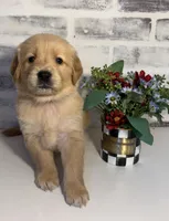 Green, a female Golden Retriever for sale in Rocky Mount, VA – 1 of 4