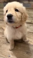 Red, a female Golden Retriever for sale in Rocky Mount, VA – 2 of 2