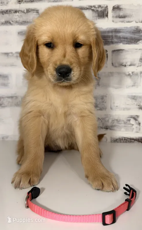 Pink – Golden Retriever puppy for sale in Rocky Mount, VA