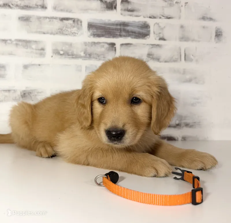 Orange – Golden Retriever puppy for sale in Rocky Mount, VA