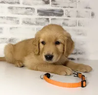 Orange, a female Golden Retriever for sale in Rocky Mount, VA – 3 of 5
