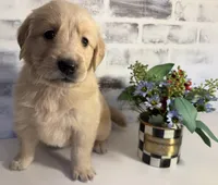 Purple, a female Golden Retriever for sale in Rocky Mount, VA – 2 of 6