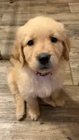 Pink, a female Golden Retriever for sale in Rocky Mount, VA – 1 of 1