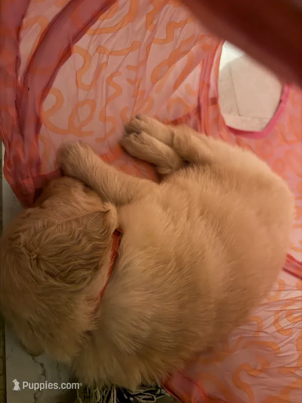 Red – Golden Retriever puppy for sale in Rocky Mount, VA