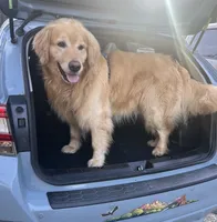 Blue, a male Golden Retriever for sale in Rocky Mount, VA – 4 of 4