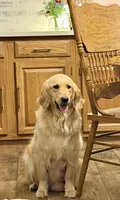 Purple, a female Golden Retriever for sale in Rocky Mount, VA – 6 of 6