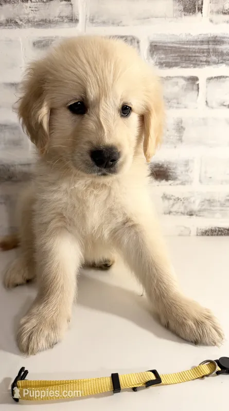Yellow – Golden Retriever puppy for sale in Rocky Mount, VA