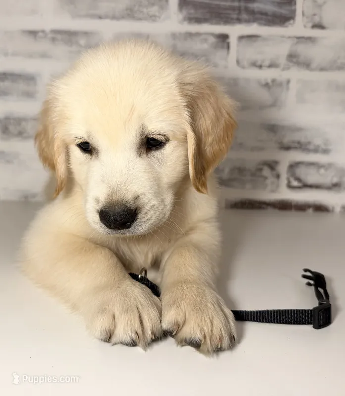 Black – Golden Retriever puppy for sale in Rocky Mount, VA