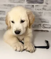 Black, a male Golden Retriever for sale in Rocky Mount, VA – 1 of 5