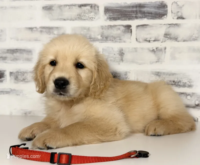 Red – Golden Retriever puppy for sale in Rocky Mount, VA
