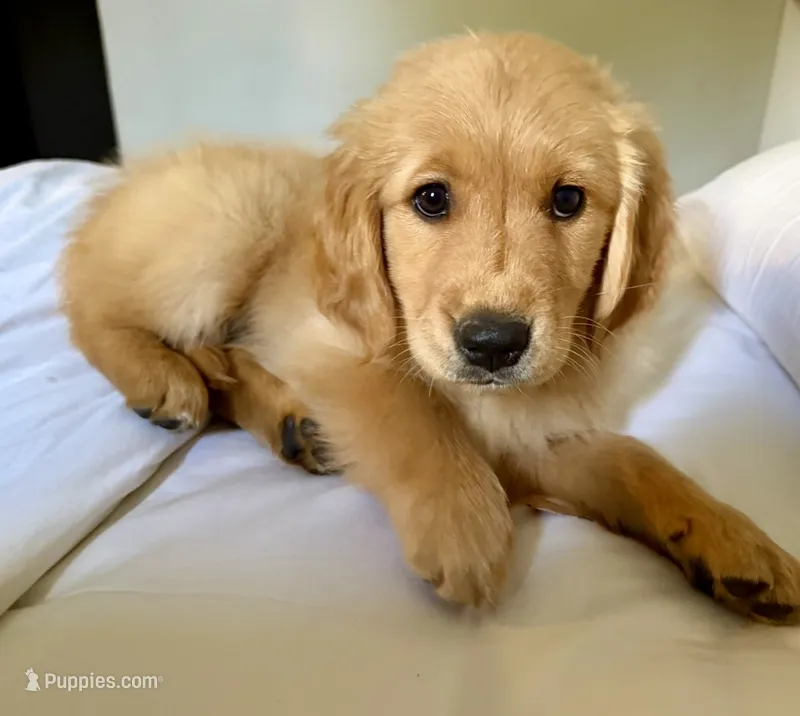 Pink – Golden Retriever puppy for sale in Rocky Mount, VA